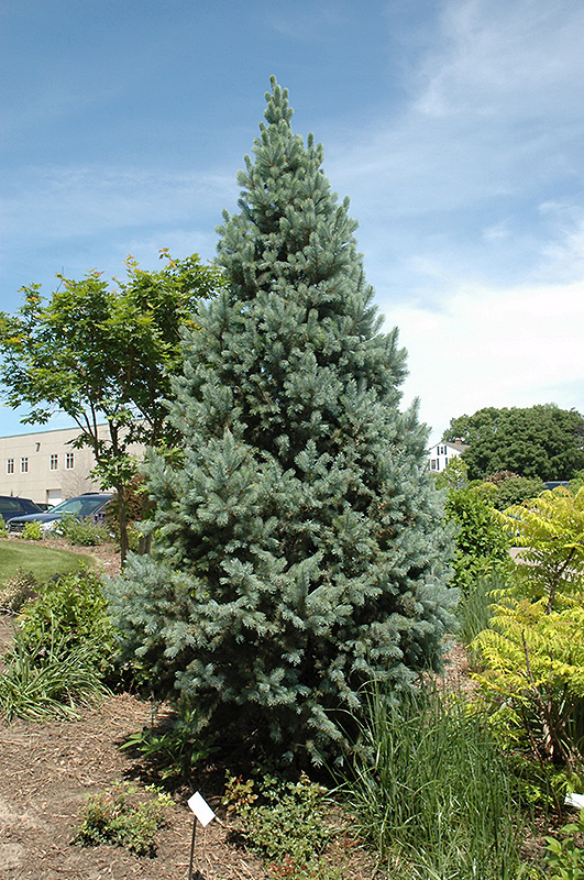 Upright Colorado Spruce (Picea pungens 'Fastigiata') at Colonial Gardens
