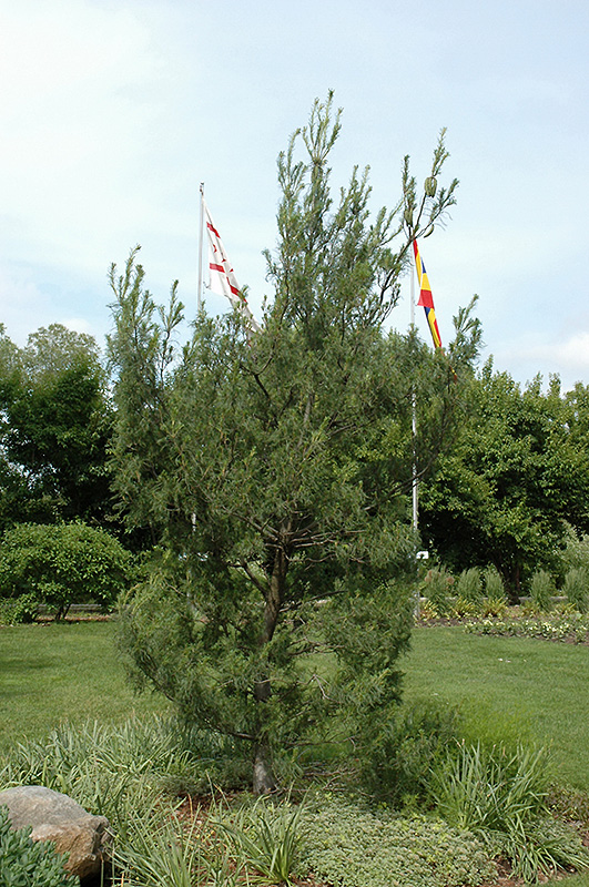 Twisted White Pine (Pinus strobus 'Contorta') at Colonial Gardens