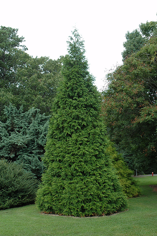 Green Giant Arborvitae (Thuja 'Green Giant') at Colonial Gardens