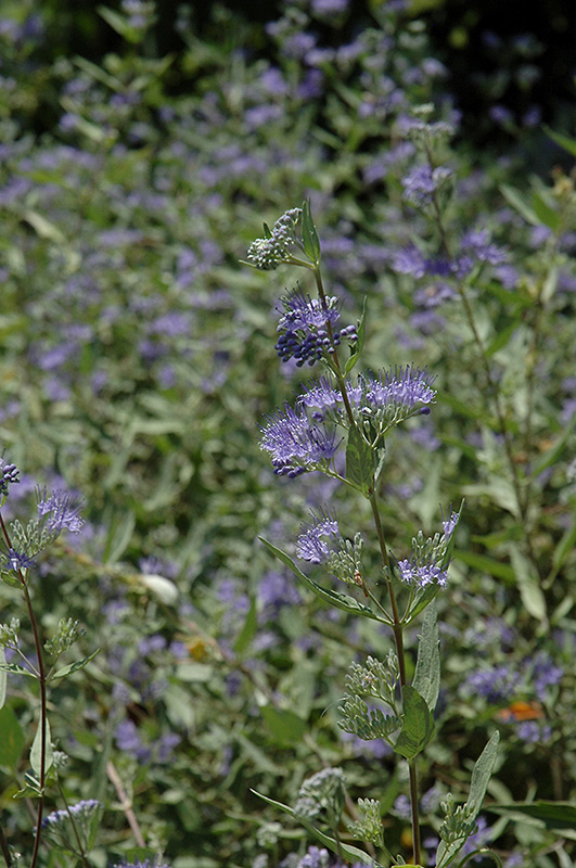 Bluebeard (Caryopteris x clandonensis) at Colonial Gardens