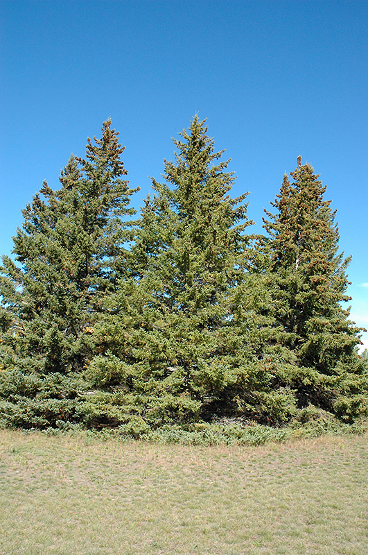 White Spruce (Picea glauca) at Colonial Gardens