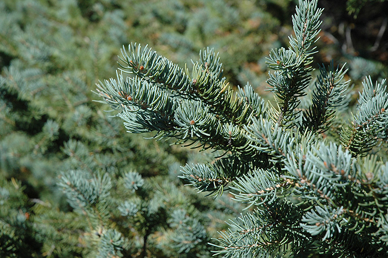 White Spruce (Picea glauca) at Colonial Gardens