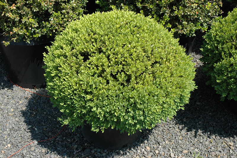 Green Velvet Boxwood (globe form) (Buxus 'Green Velvet (globe)') at Colonial Gardens