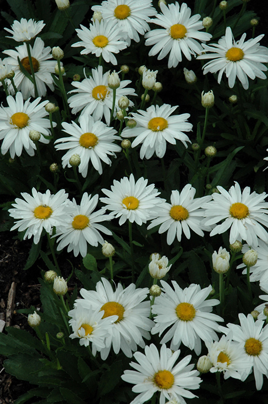 Whoops-A-Daisy Shasta Daisy (Leucanthemum x superbum 'Whoops-A-Daisy') at Colonial Gardens