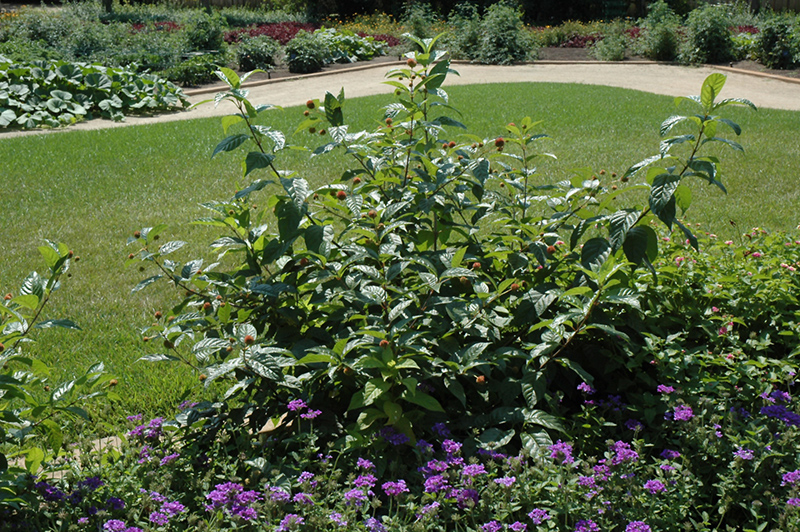 Button Bush (Cephalanthus occidentalis) at Colonial Gardens