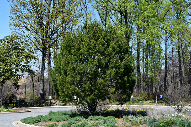 Lacebark Pine (Pinus bungeana) at Colonial Gardens