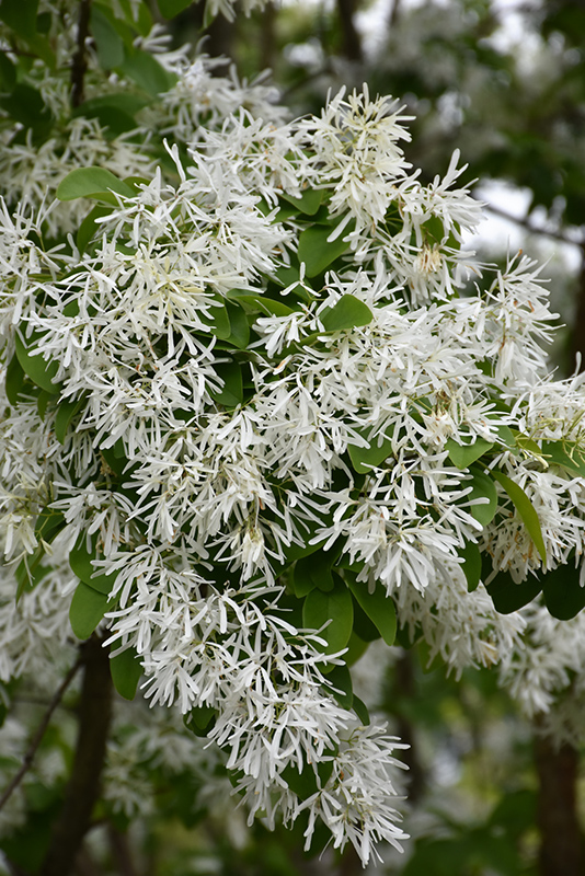 Chinese Fringetree (Chionanthus retusus) at Colonial Gardens