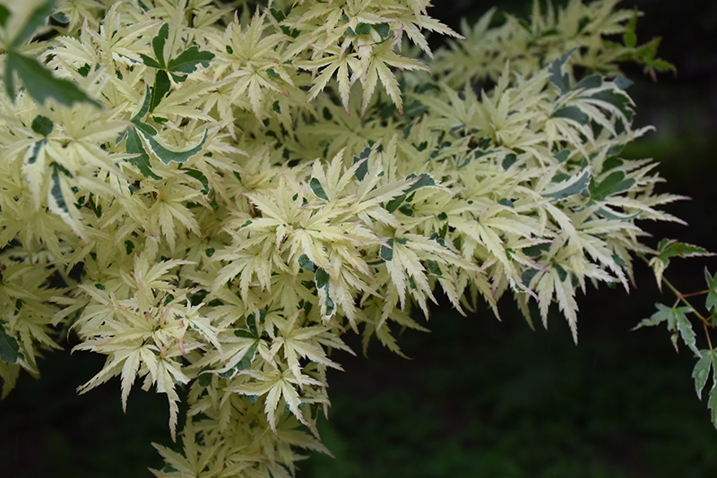 Butterfly Variegated Japanese Maple (Acer palmatum 'Butterfly') at Colonial Gardens