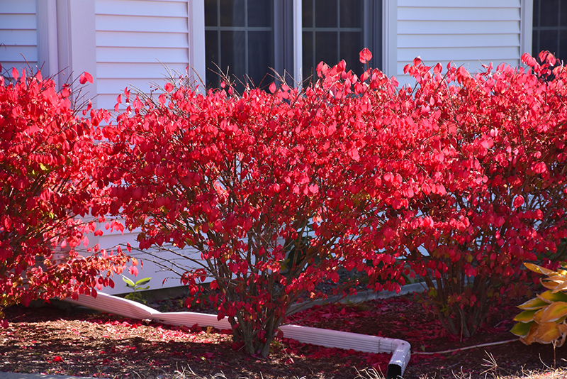 Chicago Fire Burning Bush (Euonymus alatus 'Chicago Fire') at Colonial Gardens