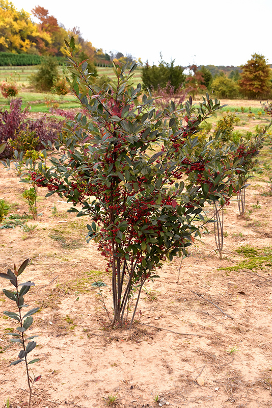 Brilliantissima Red Chokeberry (Aronia arbutifolia 'Brilliantissima') at Colonial Gardens