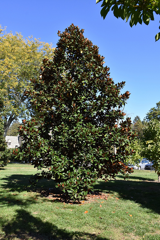 D.D. Blanchard Magnolia (Magnolia grandiflora 'D.D. Blanchard') at Colonial Gardens
