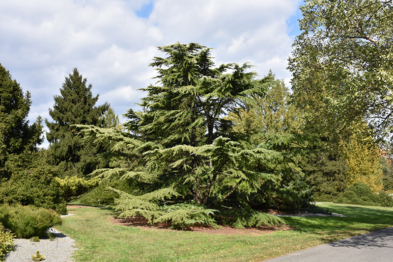 Golden Deodar Cedar (Cedrus deodara 'Aurea') at Colonial Gardens