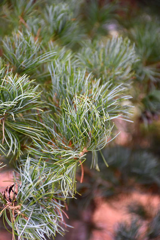 Blue Japanese Pine (Pinus parviflora 'Glauca') at Colonial Gardens