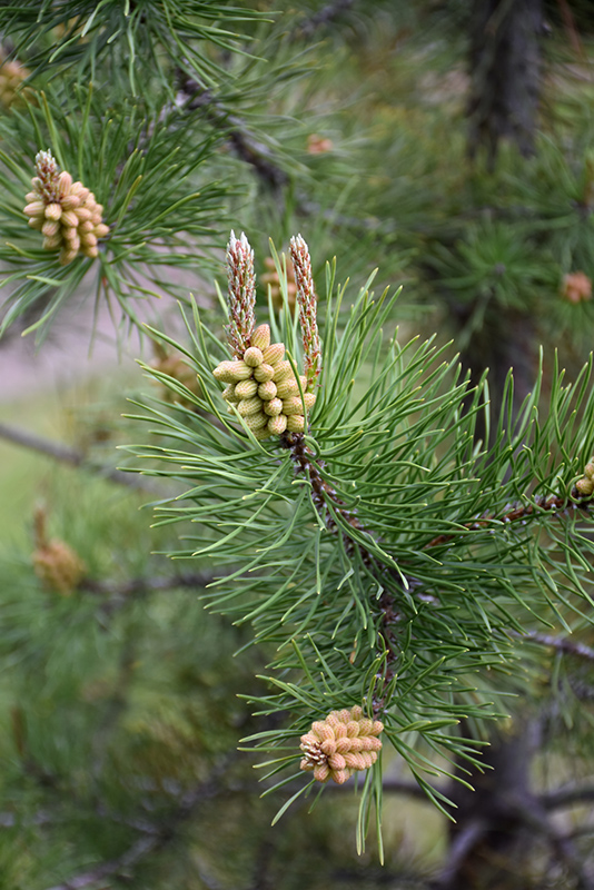 Lodgepole Pine (Pinus contorta 'var. latifolia') at Colonial Gardens