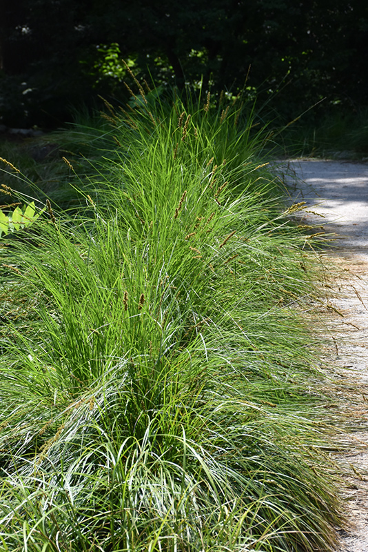 Autumn Moor Grass (Sesleria autumnalis) at Colonial Gardens