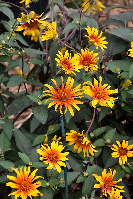 Burning Hearts False Sunflower (Heliopsis helianthoides 'Burning Hearts') at Colonial Gardens