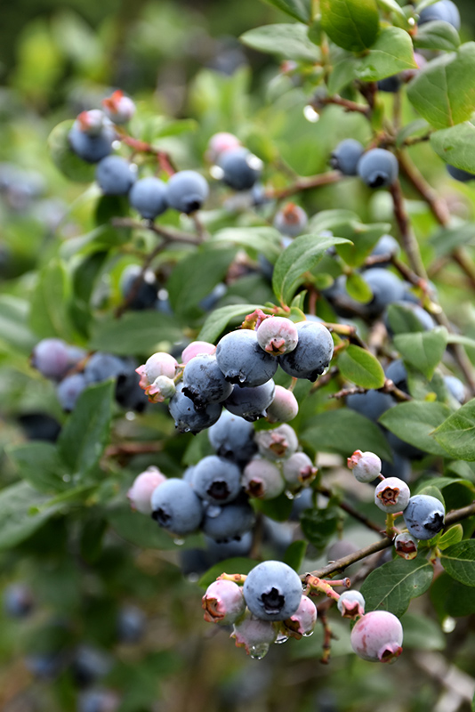 Blue Jay Blueberry (Vaccinium corymbosum 'Blue Jay') at Colonial Gardens
