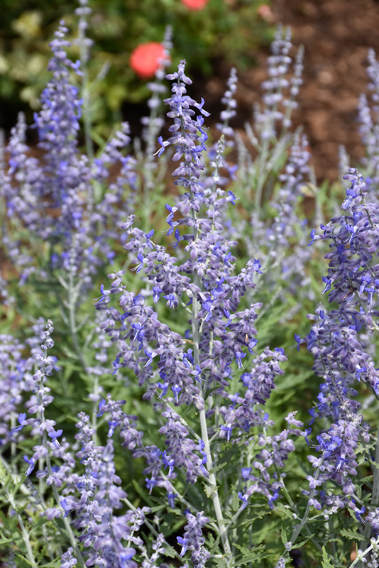 Lacey Blue Russian Sage (Perovskia atriplicifolia 'Lacey Blue') at Colonial Gardens