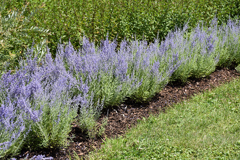 Lacey Blue Russian Sage (Perovskia atriplicifolia 'Lacey Blue') at Colonial Gardens