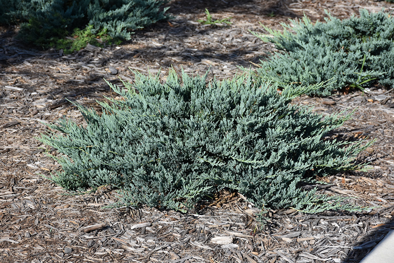 Blue Chip Juniper (Juniperus horizontalis 'Blue Chip') at Colonial Gardens
