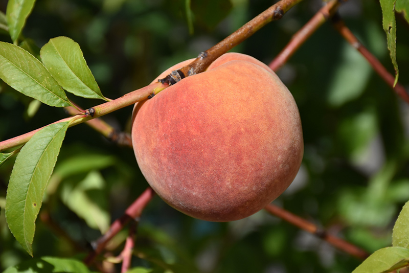 Redhaven Peach (Prunus persica 'Redhaven') at Colonial Gardens