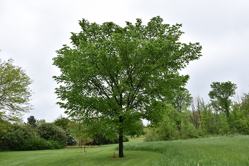 Valley Forge Elm (Ulmus americana 'Valley Forge') at Colonial Gardens