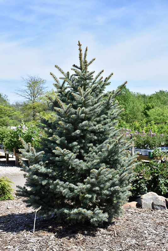 Bakeri Blue Spruce (Picea pungens 'Bakeri') at Colonial Gardens