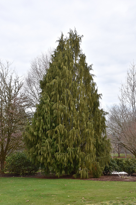 Weeping Nootka Cypress (Chamaecyparis nootkatensis 'Pendula') at Colonial Gardens