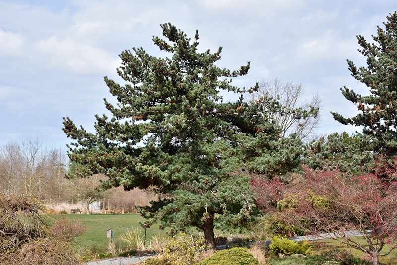 Blue Japanese Pine (Pinus parviflora 'Glauca') at Colonial Gardens