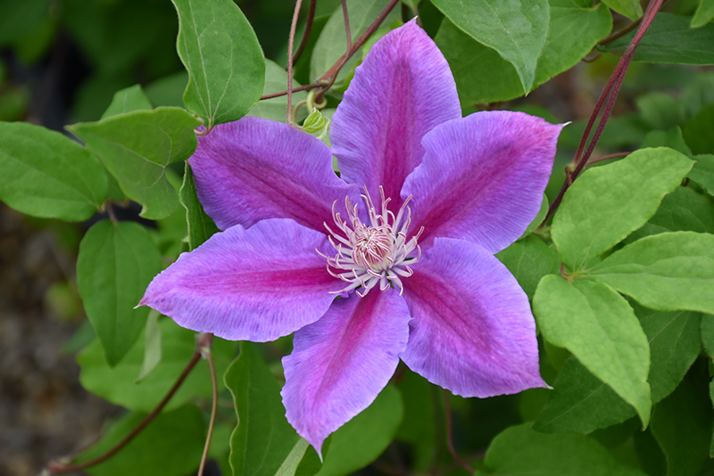 Dr. Ruppel Clematis (Clematis 'Dr. Ruppel') at Colonial Gardens