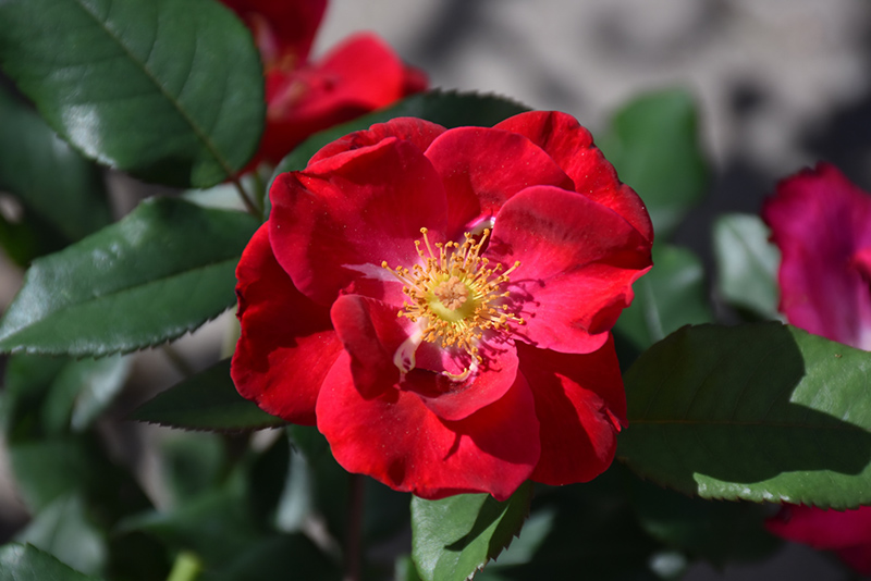 Top Gun Rose (Rosa 'WEKmoridahor') at Colonial Gardens