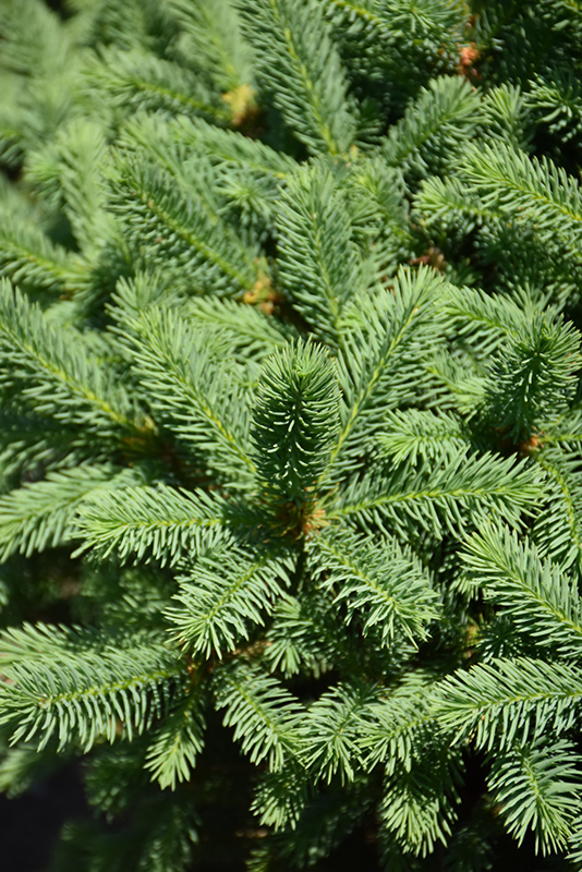 Meyer's Blue Spruce (Picea meyeri) at Colonial Gardens