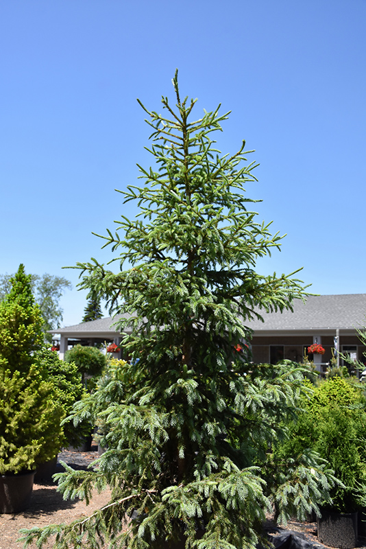 Arctos Siberian Spruce (Picea obovata 'Arctos') at Colonial Gardens
