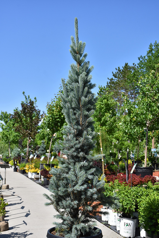 Blue Totem Spruce (Picea pungens 'Blue Totem') at Colonial Gardens