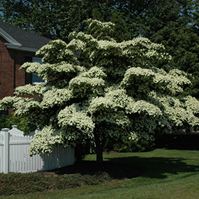 Chinese Dogwood (Cornus kousa) in Blue Springs, Missouri (MO) at