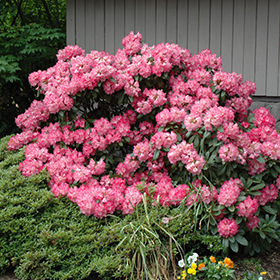 Rhododendron and Azalea Photo